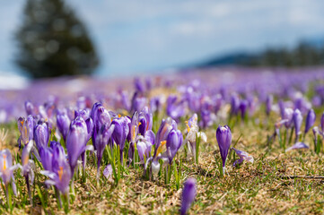 Majestic view of blooming spring crocuses poking from late snow in mountains.