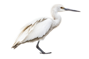 snowy egret isolated on white background