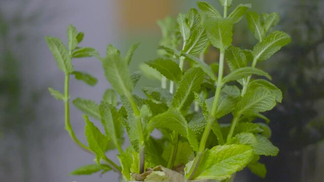 Mint. Fresh mint leaf background closeup. Growing organic mint close up Generative AI