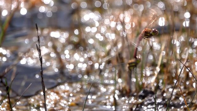 Red dragonflies mating and flying together over grass, Nepal 
Slow motion shot from Nepal,2023
