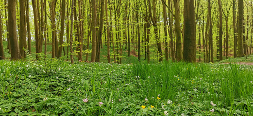 Danish green beech forest in spring season and anemones blossoming in the forest floor