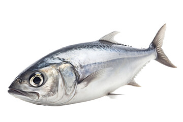 Obraz premium fresh fish on white background