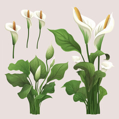 A set of Calla flower vector illustrations to add some elegance to your designs.
