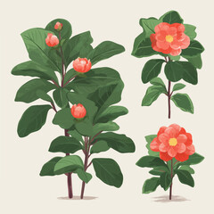 These Camellia flower illustrations are sure to make your project come to life.