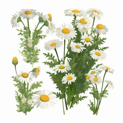 A realistic chamomile flower vector illustration with a vintage touch