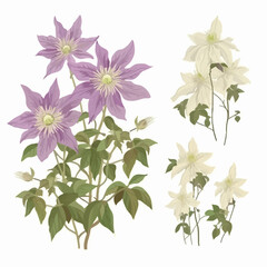 Set of clematis flower stickers in various colors