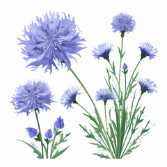 Set of colorful cornflower flower illustrations, perfect for creating a spring-themed design