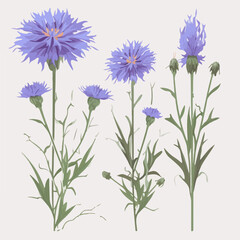 A stunning cornflower flower illustration, perfect for adding to your wall art collection