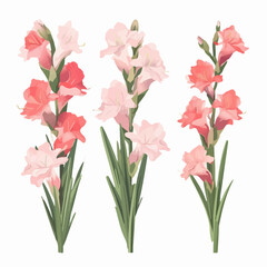 Obraz premium Pack of stylish gladiolus flower illustrations for branding and promotional materials.