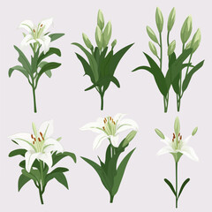 Set of graceful lily illustrations in vector format.