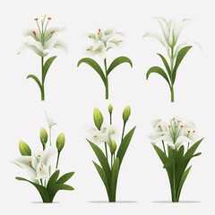 Fototapeta na wymiar A delightful assortment of lily vector art to enhance your designs.