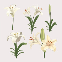 Vector pack featuring a variety of lily illustrations for versatile use.