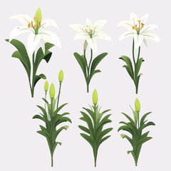 Pack of stylish lily illustrations for branding and promotional materials.