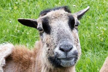 portrait of a sheeü