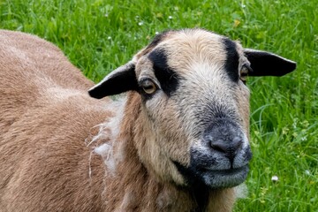 Fototapeta premium portrait of a sheep