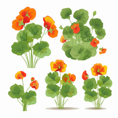 Pack of stylish nasturtium illustrations for branding purposes.