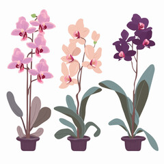 A pack of professionally designed orchid vector graphics.