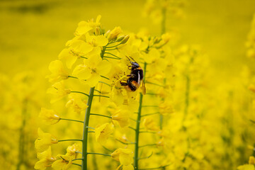 A bee on a canola flower in the Sussex countryside