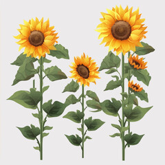 Vector set showcasing the grace and beauty of sunflowers.