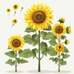Fototapeta na wymiar Vector set showcasing the beauty of sunflower blooms.