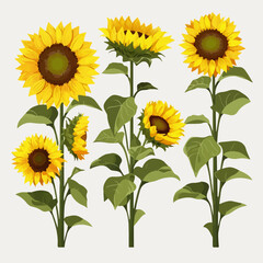 Pack of stylish sunflower illustrations for branding purposes.