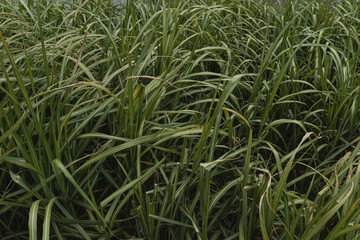 Closeup of green grass. Nature background