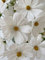 Beautiful white daisy buds heads and green leaves. Aesthetic flowers background
