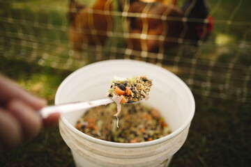 Chicken feed and laying mash mixed with seeds. Small scale poultry farming in Ontario, Canada.