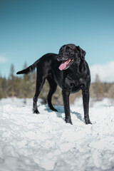 black labrador retriever