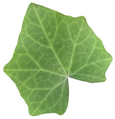 green leaf isolated on transparent background, lvy ground leaf.