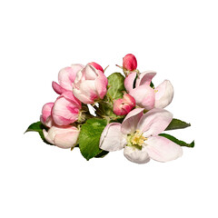 Spring composition. Pink apple tree flowers with buds and leaves isolated on white background, design element.