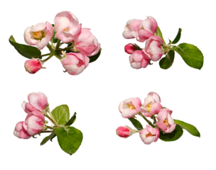 Spring set. Unblown apple tree flowers (buds) with leaves isolated on white background. Design element, different angles.