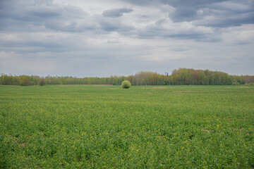 Fototapeta premium green unbloomed canola field with a lone green tree in the middle of the meadow and a forest in the distance under a dramatically overcast sky on a warm spring day.
