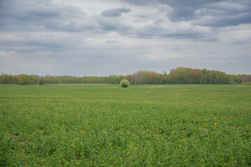 green unbloomed canola field with a lone green tree in the middle of the meadow and a forest in the distance under a dramatically overcast sky on a warm spring day.