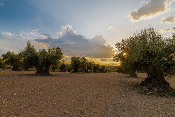 Fototapeta na wymiar Dramatic sunset over an agricultural landscape of olive trees. The cloudscape is creating a magic and impressive sky full of colors, which can often been seen in the countries around the Mediterranean
