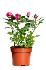 Indoor rose bush in a pot on a white background