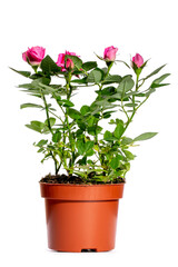 Naklejka na ściany i meble Indoor rose bush in a pot on a white background