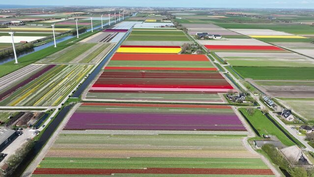 Aerial drone view of colored tulip fields in The Netherlands.