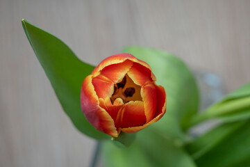 Paris, France - 04 30 2023: A macro-photographic view of a red and yellow tulips in a square clear glass vase on a brown wooden floor