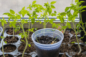 Organic tomato seedlings growing indoors by the window