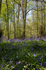 Bluebells carpeting a woodland forest floor in sunlight. Springtime in an English wood concept