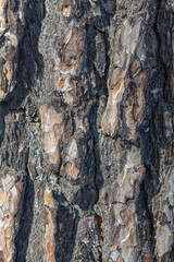 pine bark texture, old pine bark, texture for design