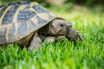 Eastern Hermann's tortoise, European terrestrial turtle, Testudo hermanni boettgeri, turtle on the lawn in nature