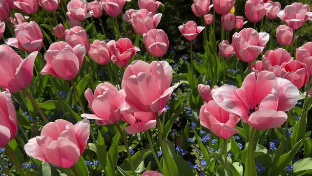 Pink tulips flowers in the park.