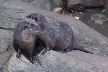 Pair of Asian small-clawed otter enjoying the sunshine