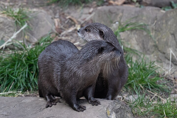 Pair of Asian small-clawed otter enjoying the sunshine