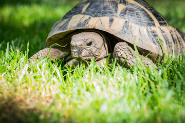 Eastern Hermann's tortoise, European terrestrial turtle, Testudo hermanni boettgeri, turtle on the...