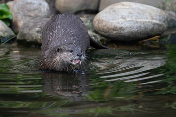 Asian small-clawed otter posing
