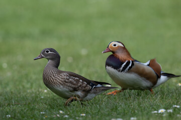 Female mandarin duck being followed closely by a male duck