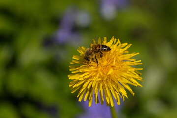 Honigbiene auf einem Löwenzahn